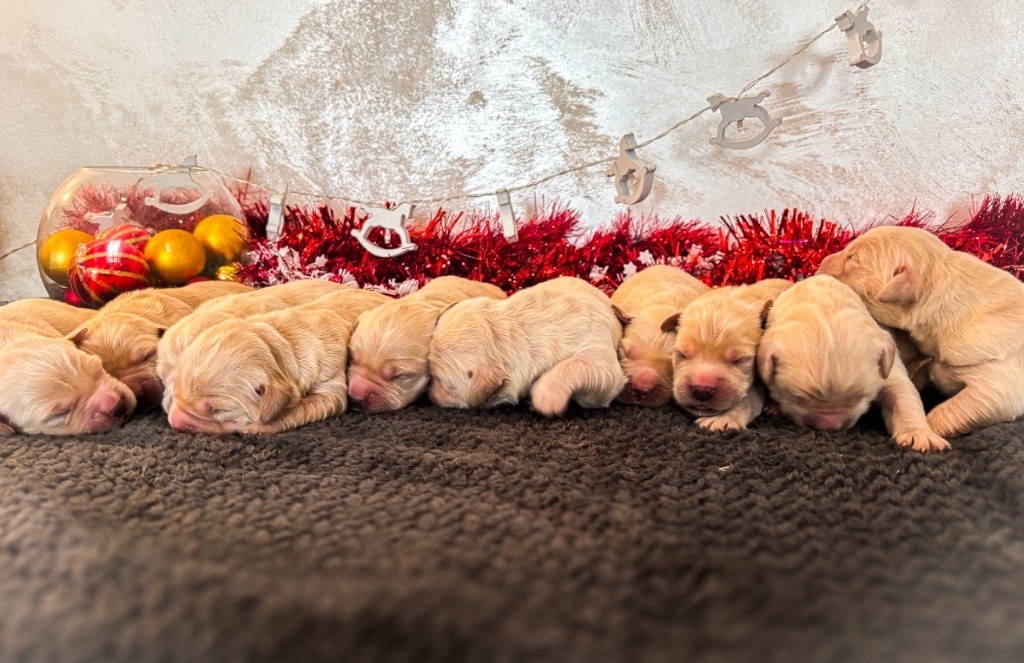 chiot Golden Retriever La Pierre De L'ounasi