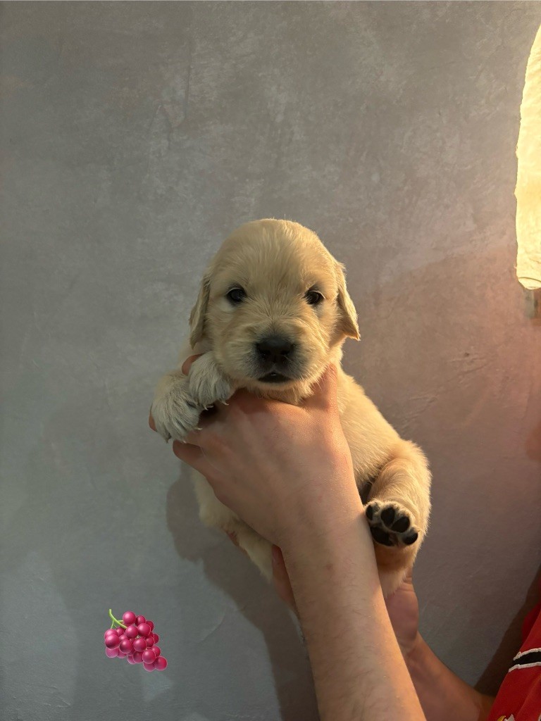 La Pierre De L'ounasi - Chiot disponible  - Golden Retriever