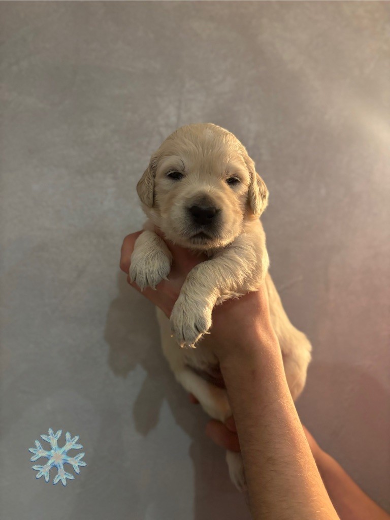 La Pierre De L'ounasi - Chiot disponible  - Golden Retriever