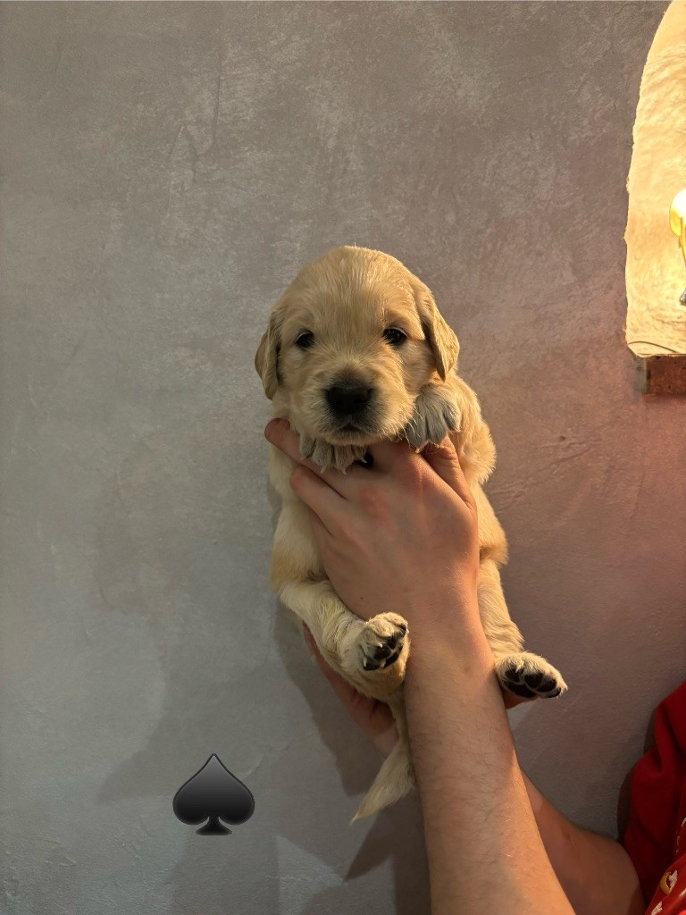 La Pierre De L'ounasi - Chiot disponible  - Golden Retriever