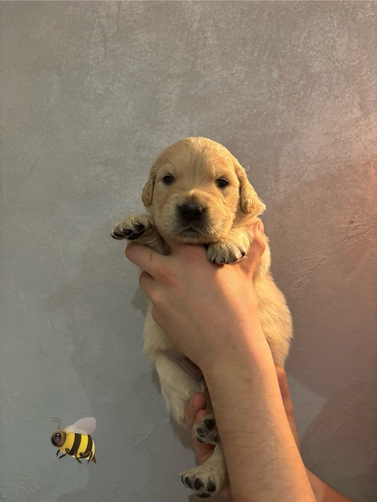 La Pierre De L'ounasi - Chiot disponible  - Golden Retriever