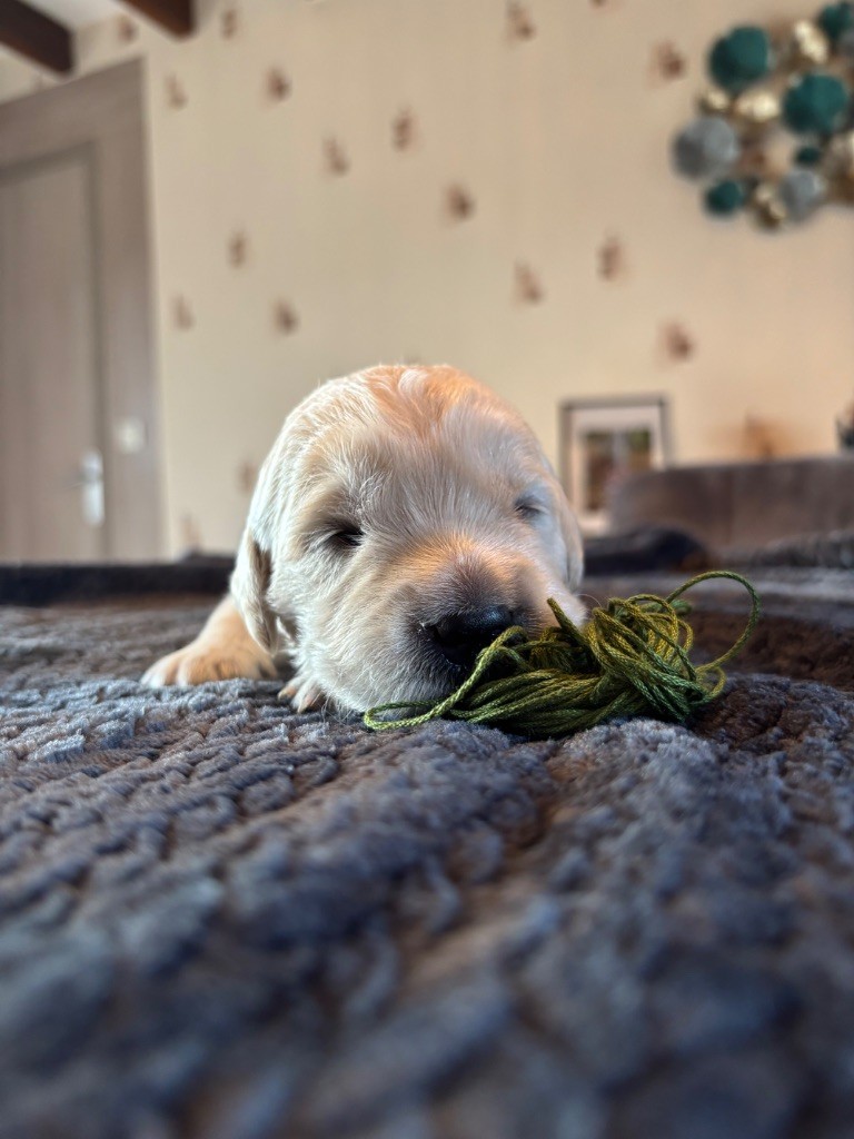 La Pierre De L'ounasi - Chiot disponible  - Golden Retriever