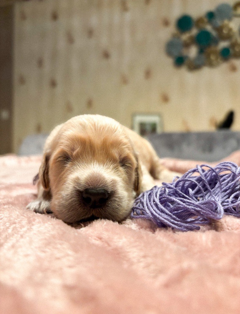 La Pierre De L'ounasi - Chiot disponible  - Golden Retriever