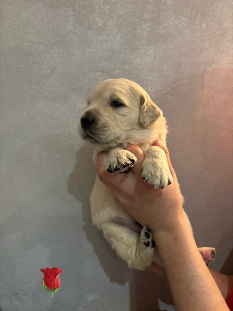 La Pierre De L'ounasi - Chiot disponible  - Golden Retriever