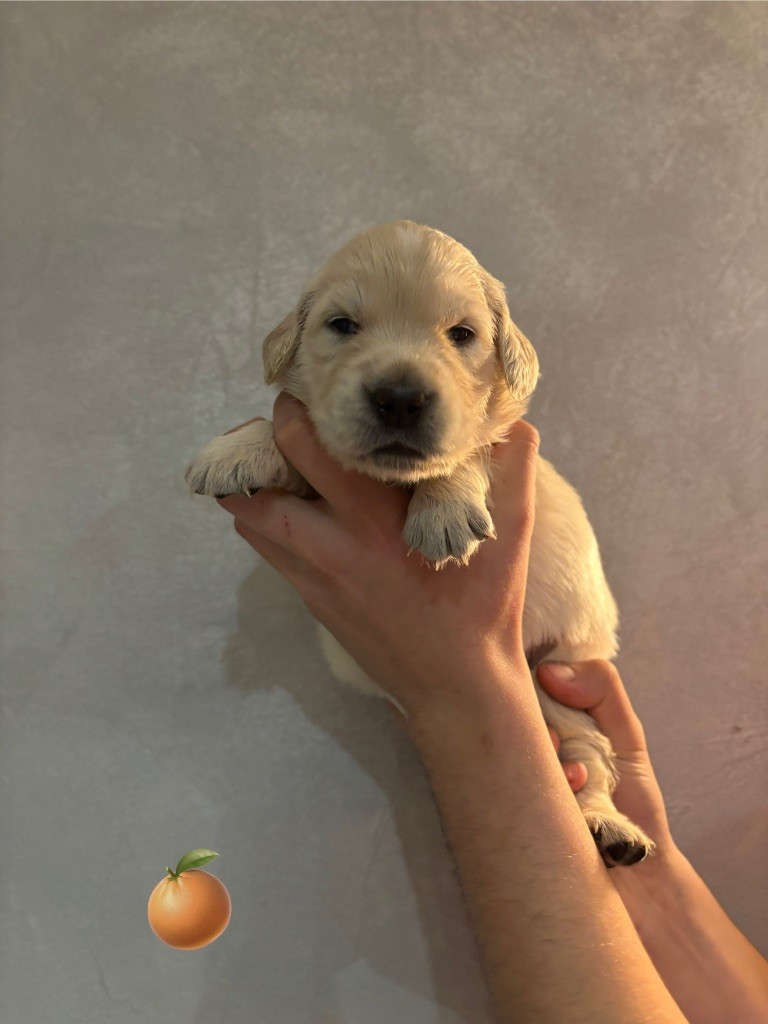 La Pierre De L'ounasi - Chiot disponible  - Golden Retriever