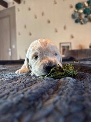 CHIOT Mr Vert Foncé