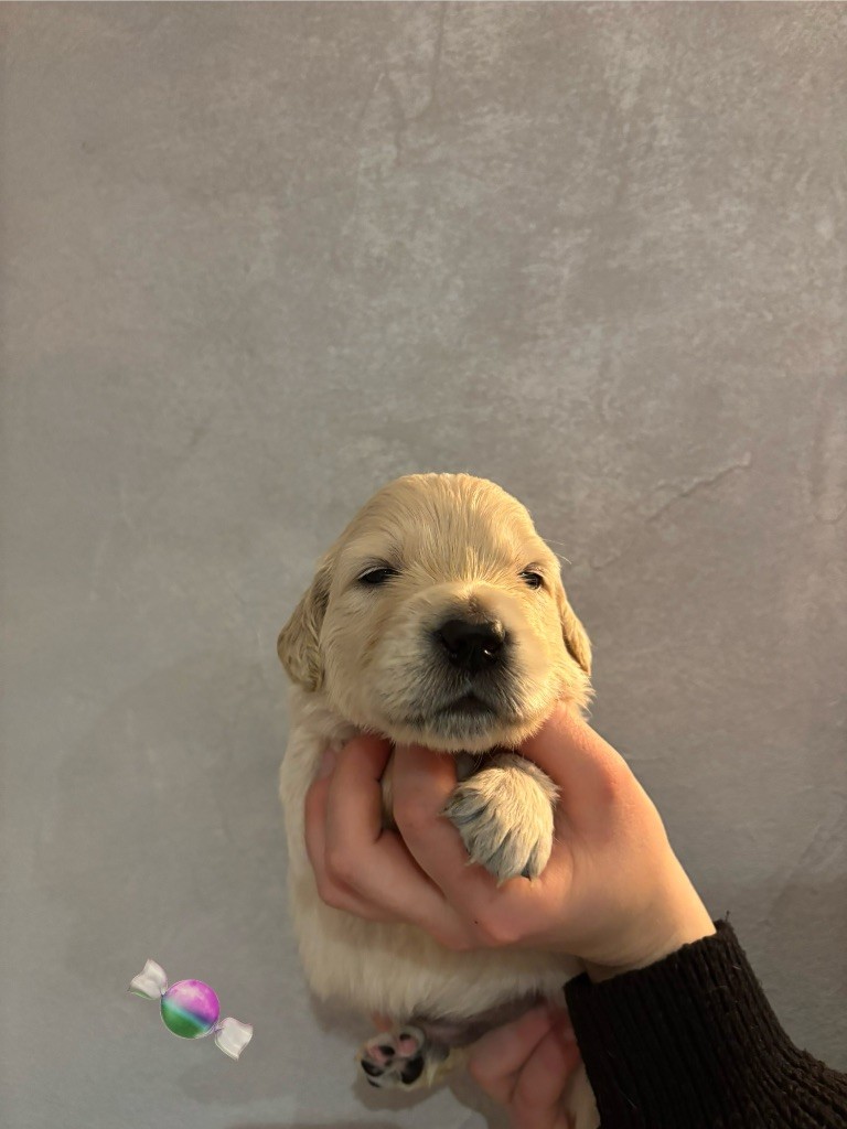 La Pierre De L'ounasi - Chiot disponible  - Golden Retriever