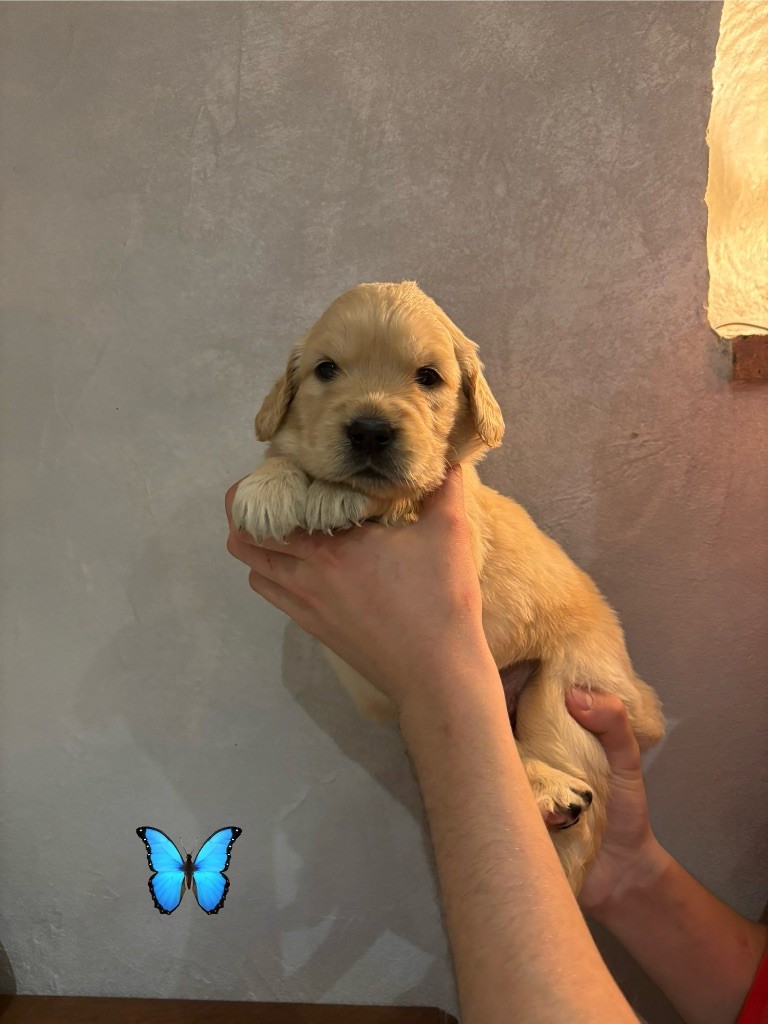 La Pierre De L'ounasi - Chiot disponible  - Golden Retriever