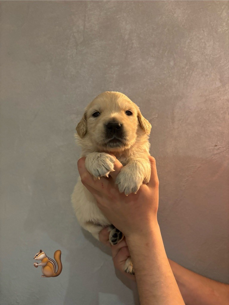 La Pierre De L'ounasi - Chiot disponible  - Golden Retriever