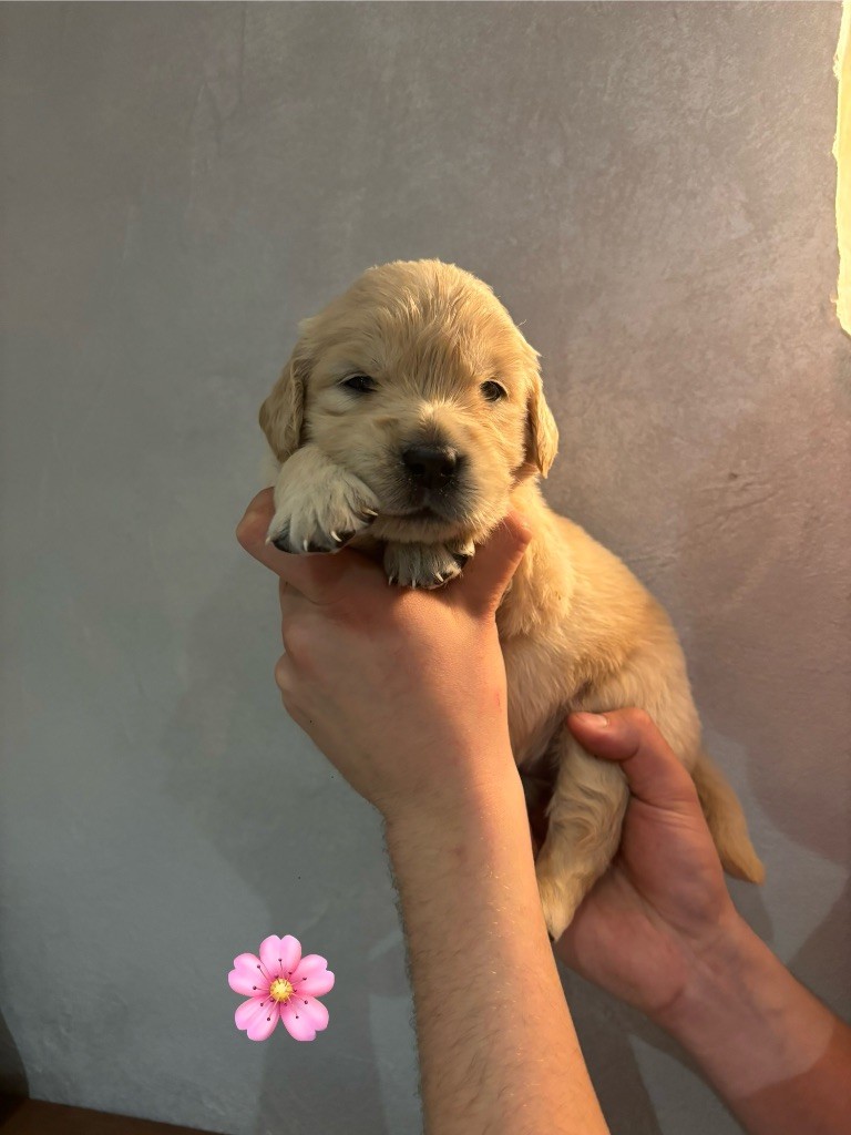 La Pierre De L'ounasi - Chiot disponible  - Golden Retriever