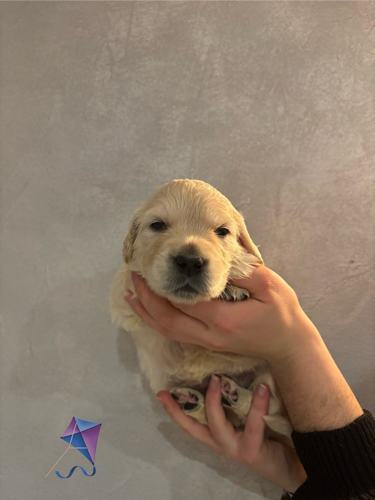 La Pierre De L'ounasi - Chiot disponible  - Golden Retriever