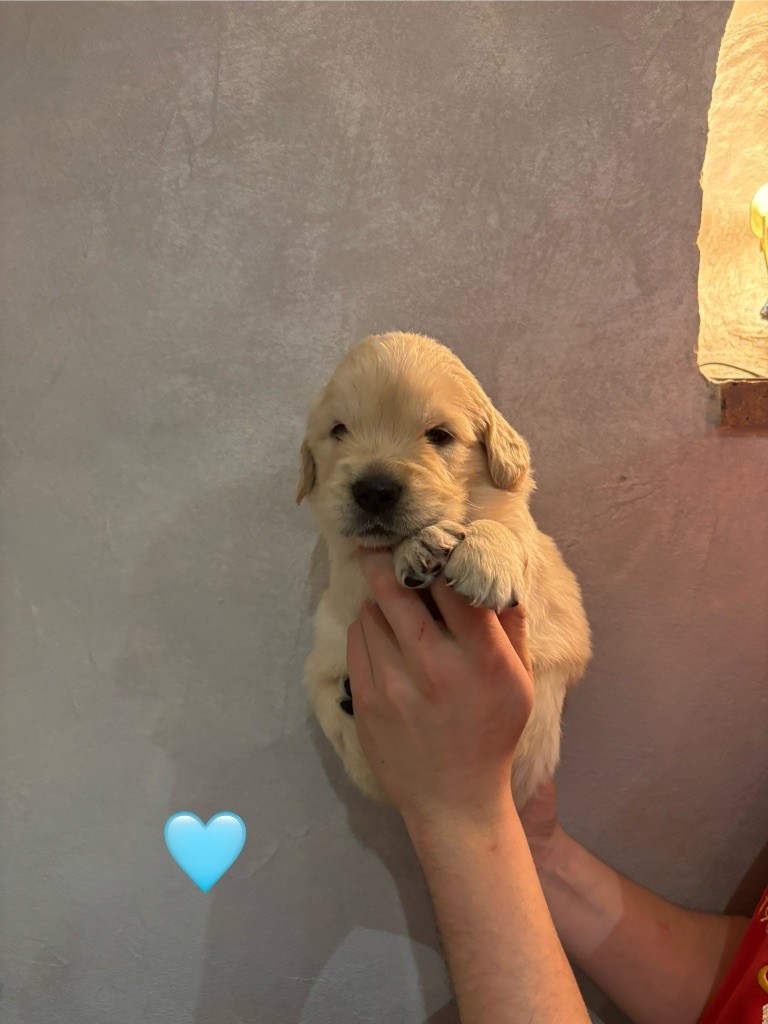 La Pierre De L'ounasi - Chiot disponible  - Golden Retriever