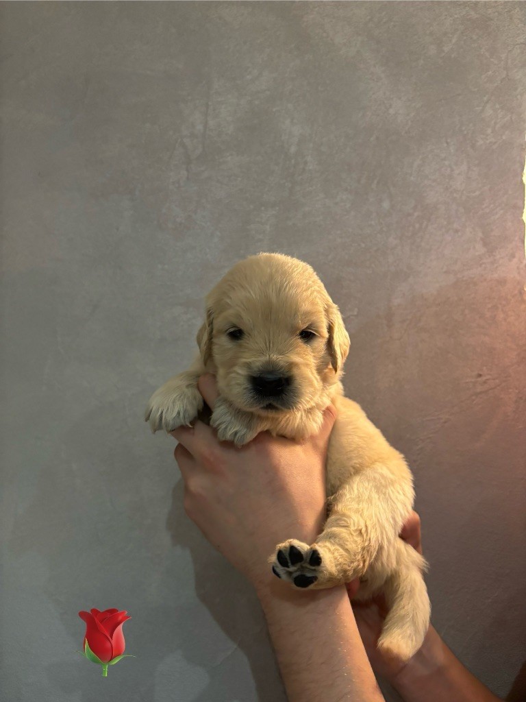 La Pierre De L'ounasi - Chiot disponible  - Golden Retriever