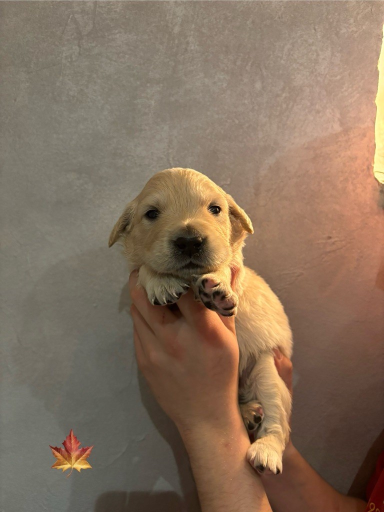 La Pierre De L'ounasi - Chiot disponible  - Golden Retriever