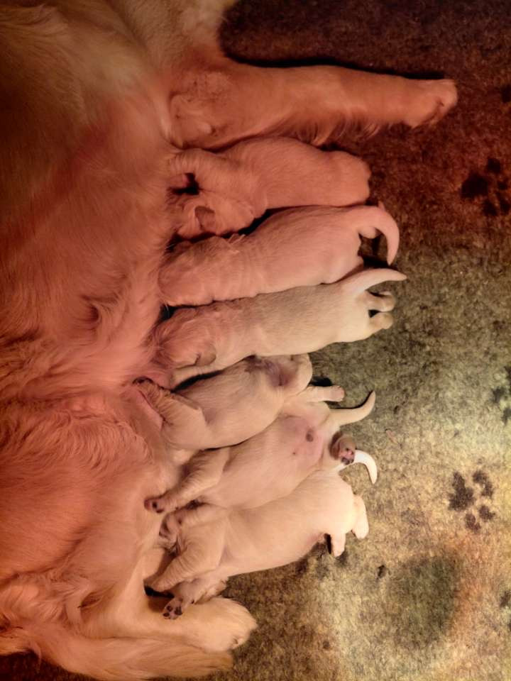 Chiot Golden Retriever La Pierre De L'ounasi