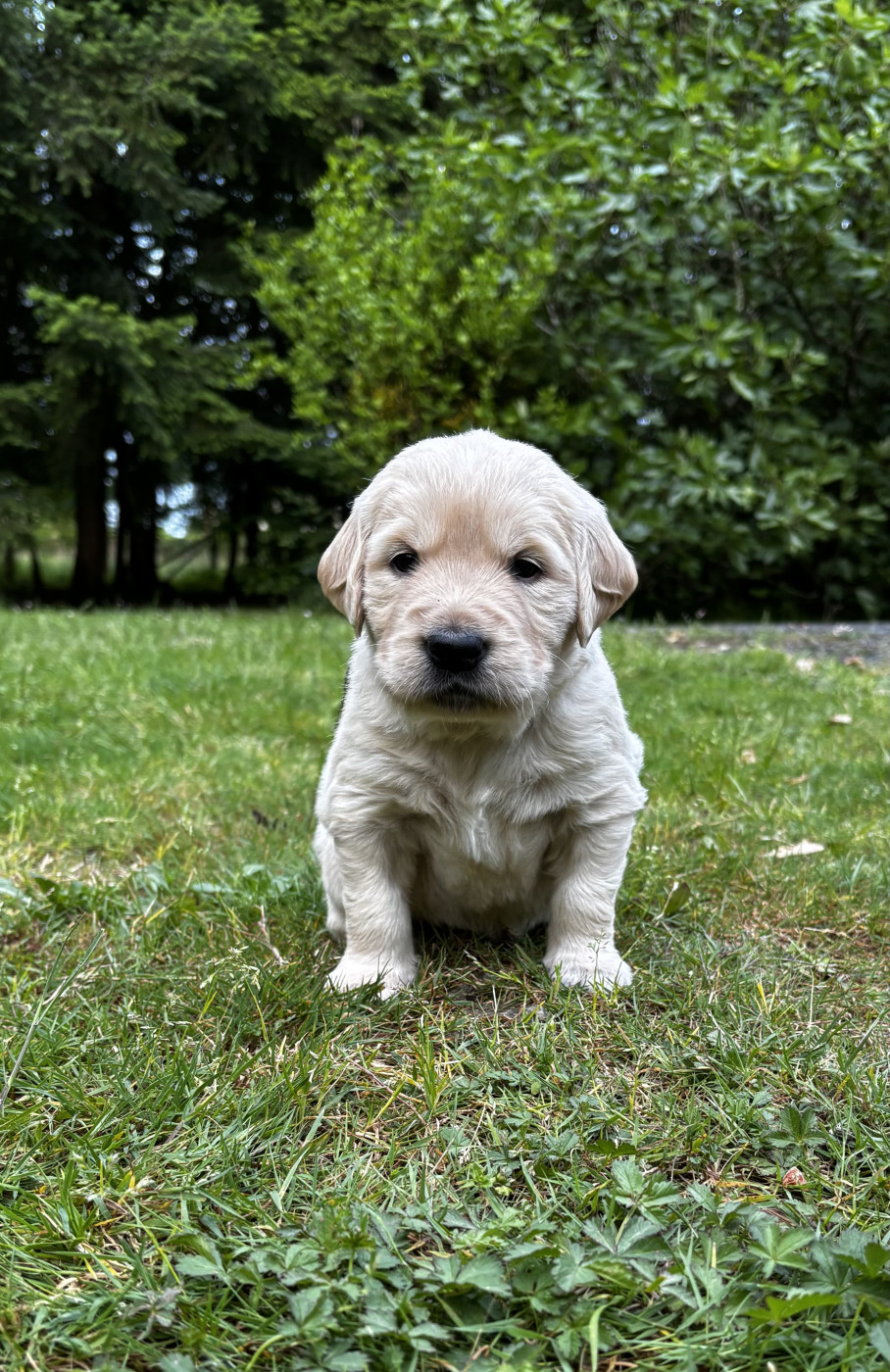 La Pierre De L'ounasi - Chiots disponibles - Golden Retriever