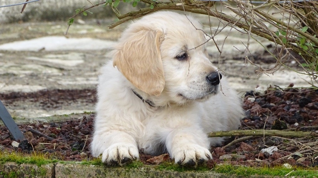 La Pierre De L'ounasi - Chiots disponibles - Golden Retriever