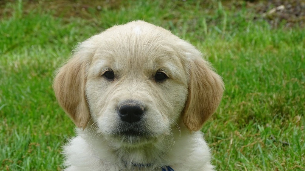La Pierre De L'ounasi - Chiots disponibles - Golden Retriever