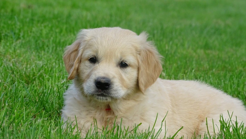 La Pierre De L'ounasi - Chiots disponibles - Golden Retriever
