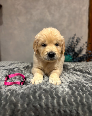 CHIOT Fushia