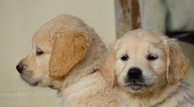 CHIOT 6 Mr bonbon