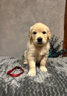 CHIOT 7 Miss blanche