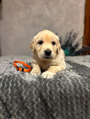 CHIOT 8 Miss Orange