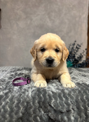 CHIOT raisin