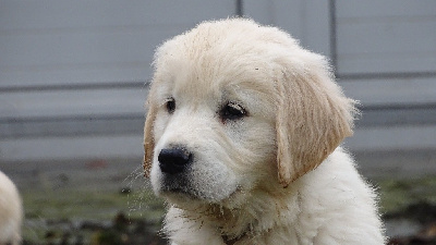 CHIOT Mr Vert claire 