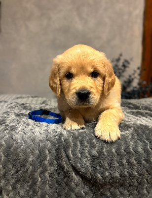 CHIOT Bleu Marine