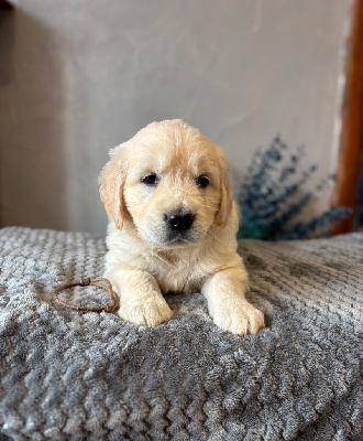 CHIOT Mr Bleu Foncé
