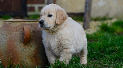 CHIOT 4 Mr abeille 