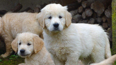 CHIOT Mr Vert foncé