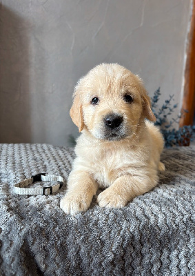 CHIOT Mr Bleu Claire
