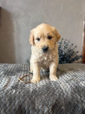 CHIOT 2 Mr écureuil