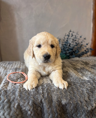 CHIOT 5 Mr Rose