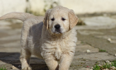 CHIOT 1 MR feuille 