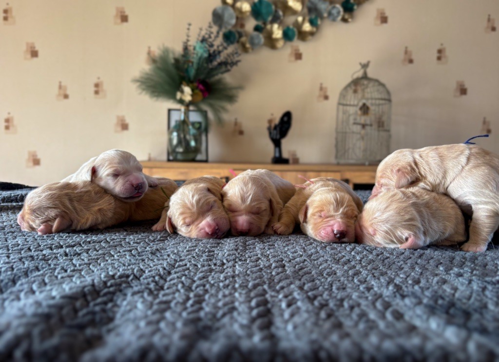 Chiot Golden Retriever La Pierre De L'ounasi