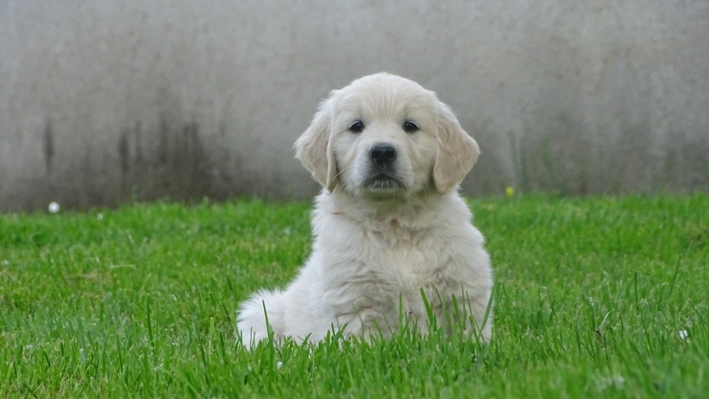 La Pierre De L'ounasi - Chiots disponibles - Golden Retriever
